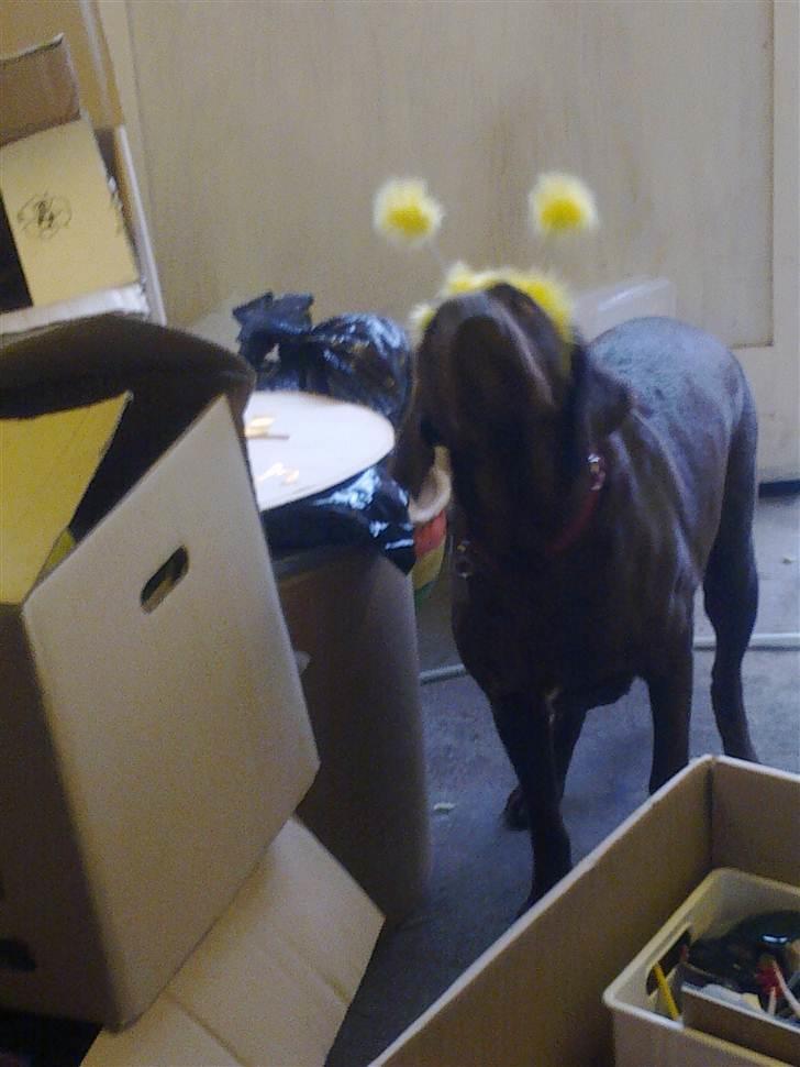 Blanding af racer Cocio (Coccomanden). - Cocio fik lige følehorn på :o) billede 15