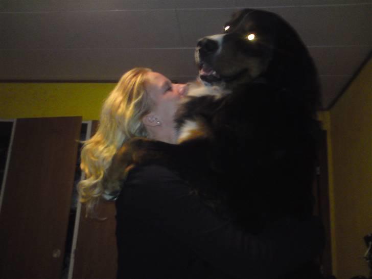 Berner sennenhund Astor - Det er godt at få en krammer med mor billede 2