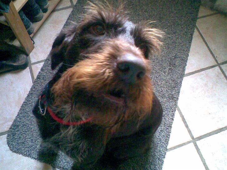 Ruhåret hønsehund Bounty - Er du nu vi skal lege? billede 1