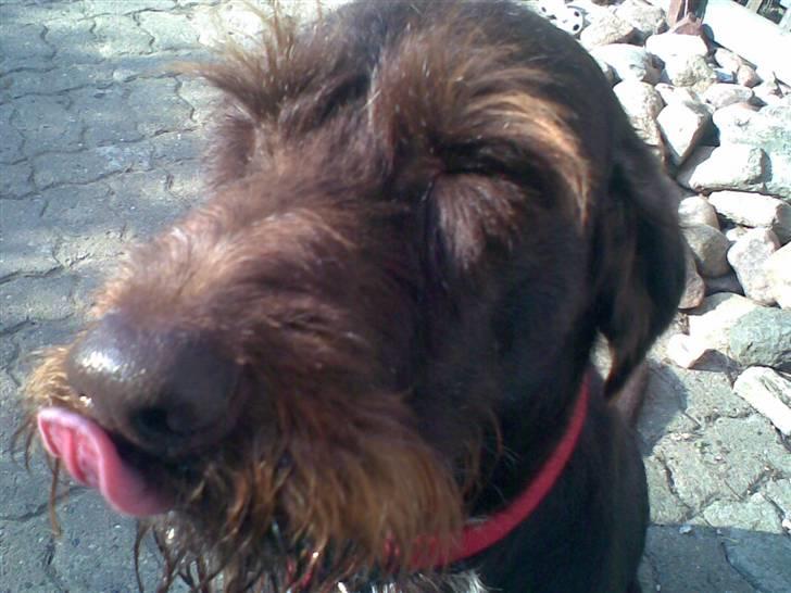 Ruhåret hønsehund Bounty billede 2