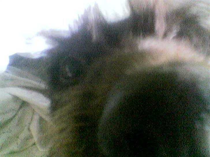 Ruhåret hønsehund Bounty - Hvad er det for en sjov ting? :D billede 4