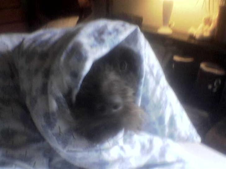 Ruhåret hønsehund Bounty - Hvad nu jeg prøver lige at sove billede 5