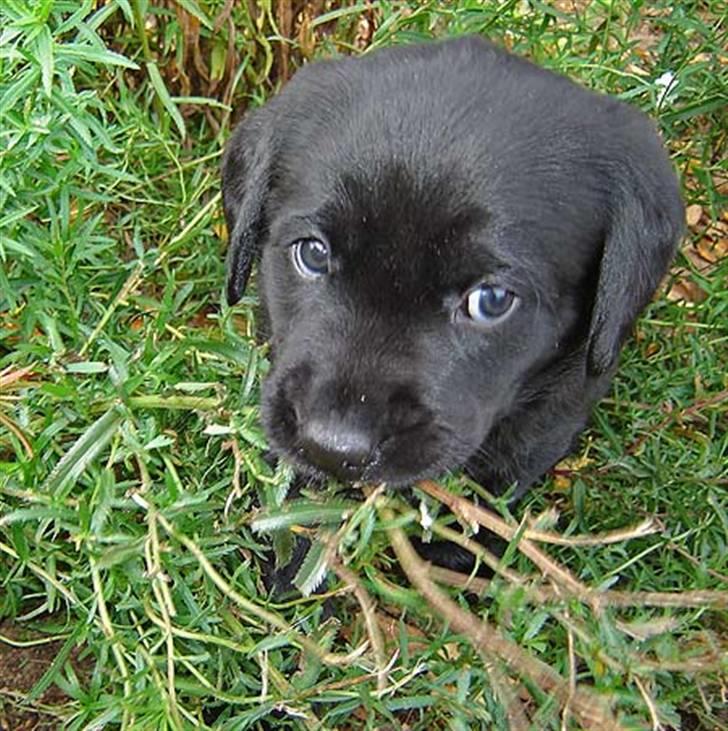 Labrador retriever Dark moors Zaco - 5 uger gammel :D billede 1