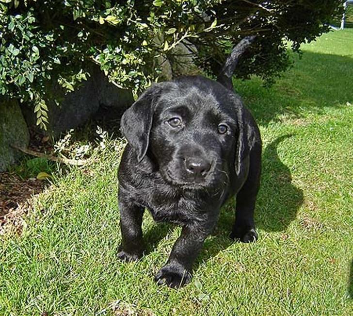 Labrador retriever Dark moors Zaco - 6 uger gammel :D billede 2