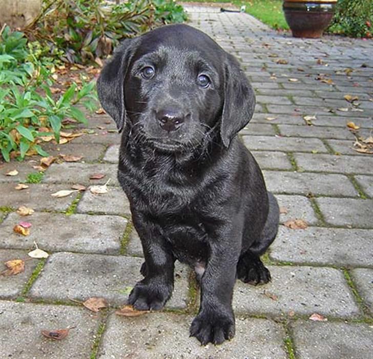 Labrador retriever Dark moors Zaco - 6 uger gammel :D billede 3