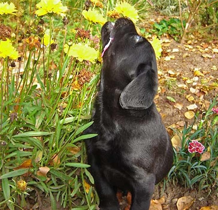 Labrador retriever Dark moors Zaco - 5 uger gammel :D billede 4