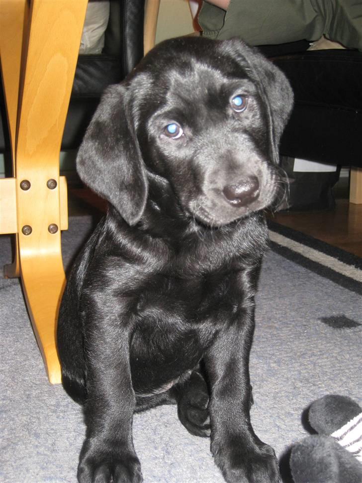 Labrador retriever Dark moors Zaco - 7 uger gammel :D billede 5