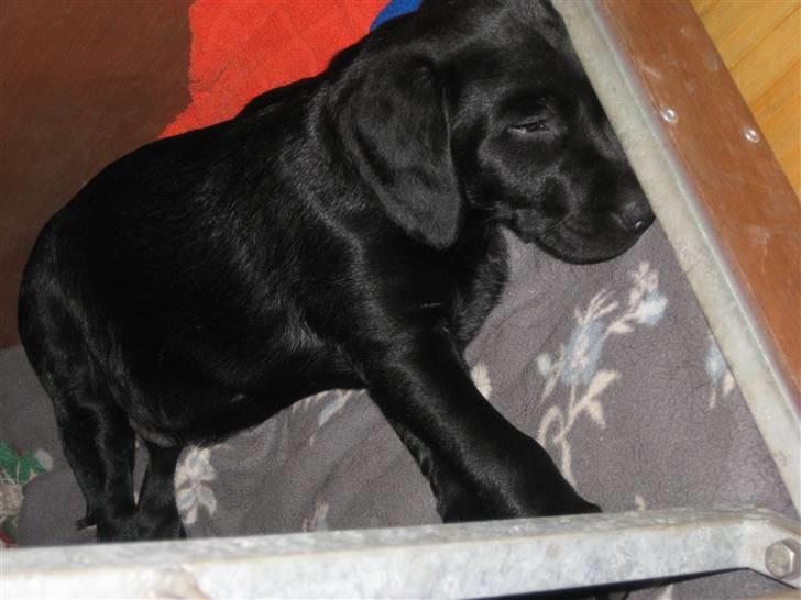 Labrador retriever Dark moors Zaco - 8 uger gammel :D billede 6