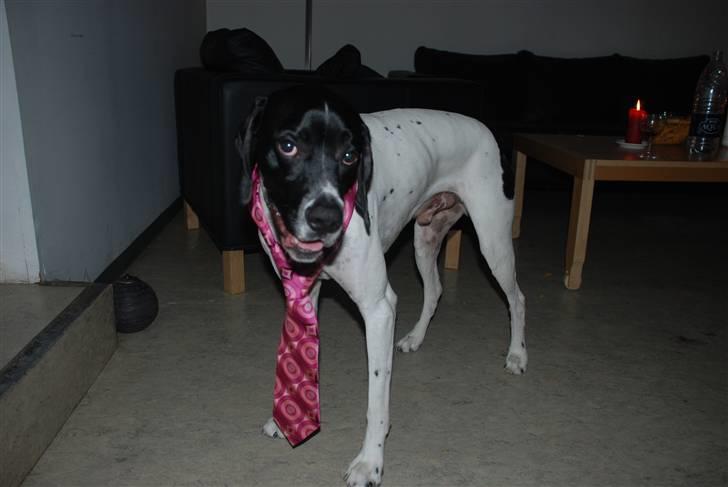 Pointer Victor billede 11