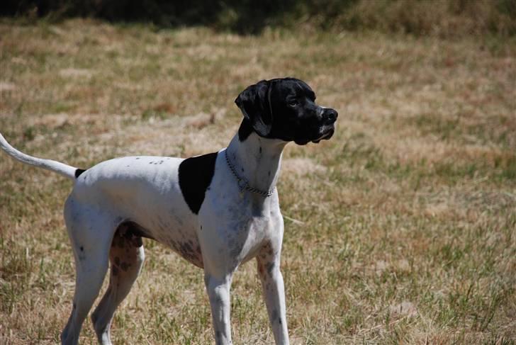 Pointer Victor billede 12