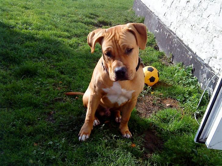 Blanding af racer Felix. .  - Sødere end sukker :-) billede 16