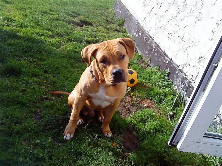 Blanding af racer Felix. .  - Rynke på rynke :-) billede 17