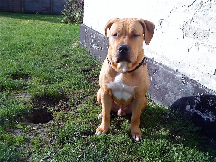 Blanding af racer Felix. .  - Tager lige en slapper i solen :-) sommer 2009 billede 18