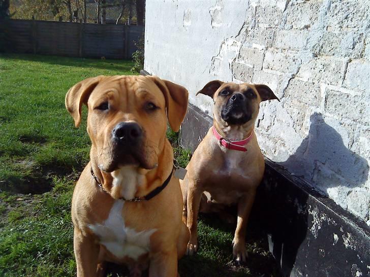 Blanding af racer Felix. .  - HEY se mig, se mig. . . Jeg sidder lige herovre :-D billede 19