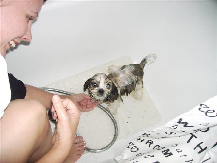 Shih tzu Diego billede 7