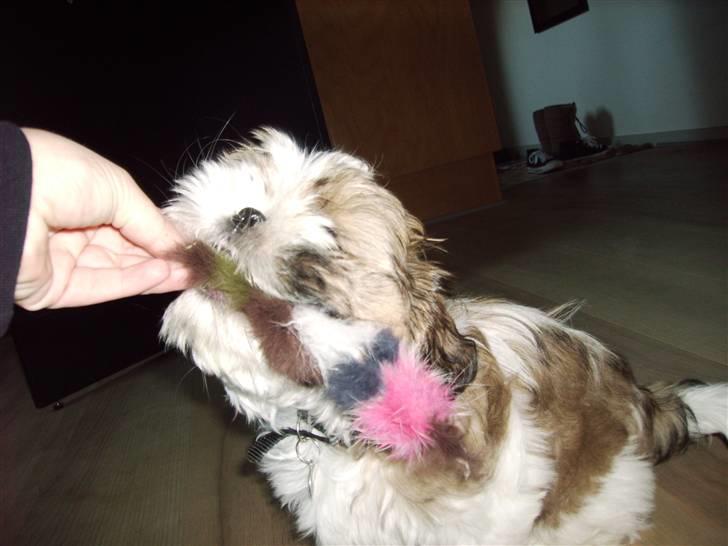 Shih tzu Diego billede 8