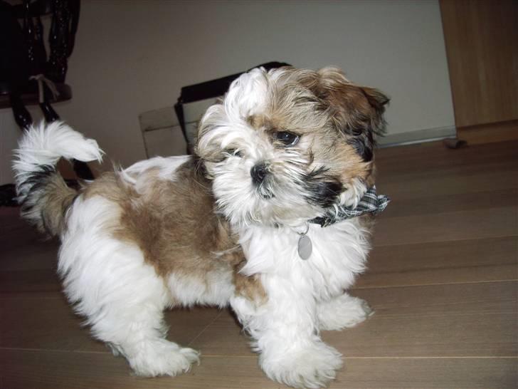 Shih tzu Diego billede 9