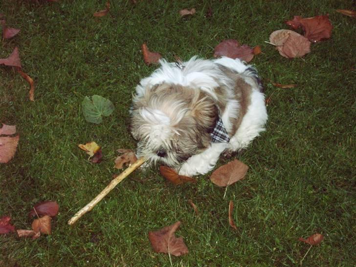 Shih tzu Diego billede 10