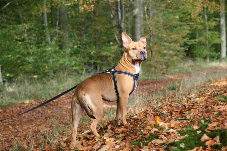 Amerikansk staffordshire terrier Freja billede 17