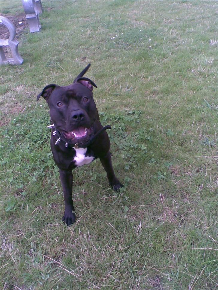Amerikansk staffordshire terrier Briian =o) - min baby.. billede 1