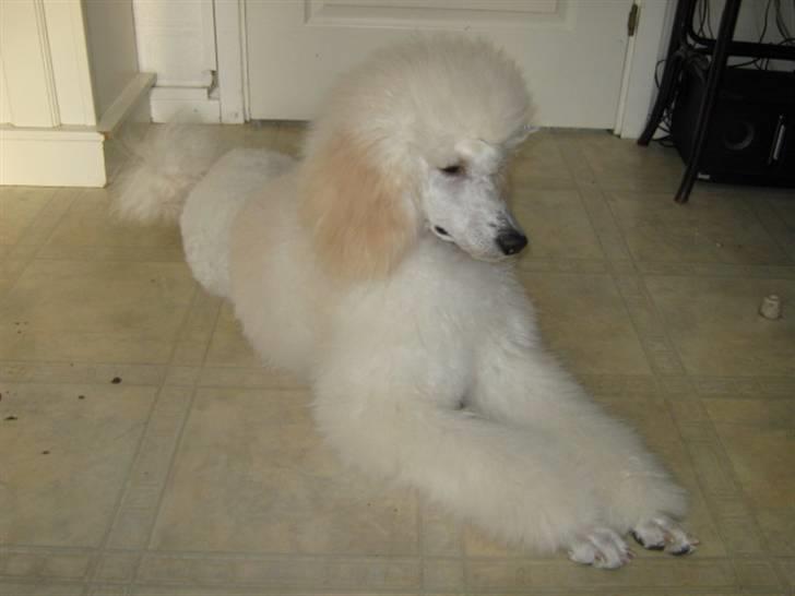 Storpuddel Khan billede 1