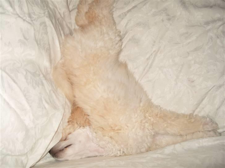 Storpuddel Khan billede 2