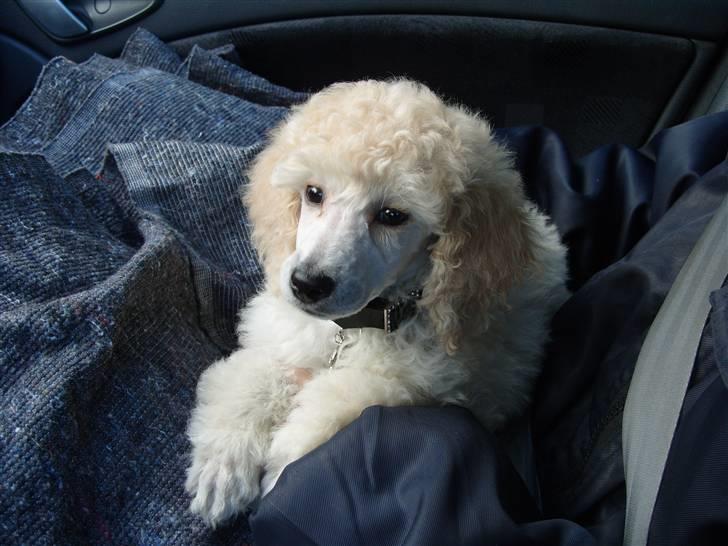 Storpuddel Khan - nu er jeg 8 uger og på vej til mit nye hjem hmmmm . billede 3