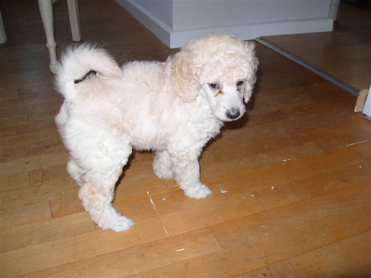 Storpuddel Khan - 6 uger gammel og skal møde min nye familie for første gang  billede 5