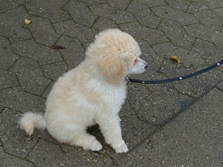 Storpuddel Khan - NIX jeg VIL IKKE ud og gå lige nu  billede 6