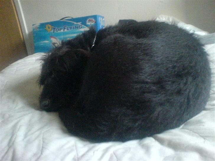 Ruhåret hønsehund Kia billede 1