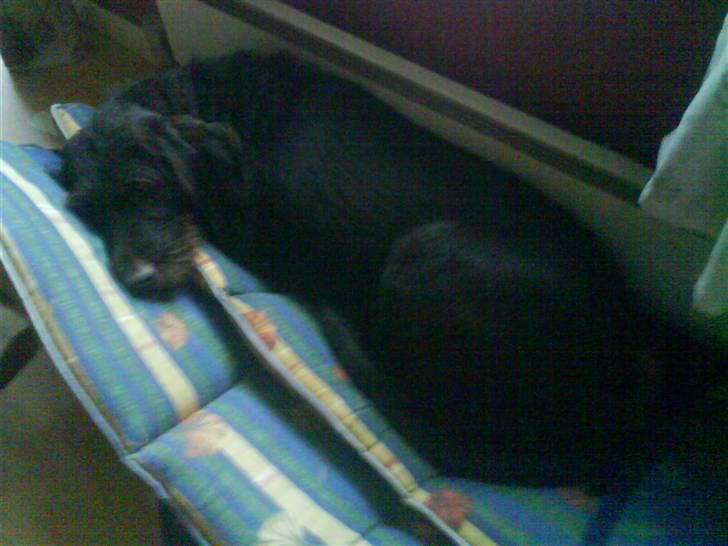 Ruhåret hønsehund Kia billede 2