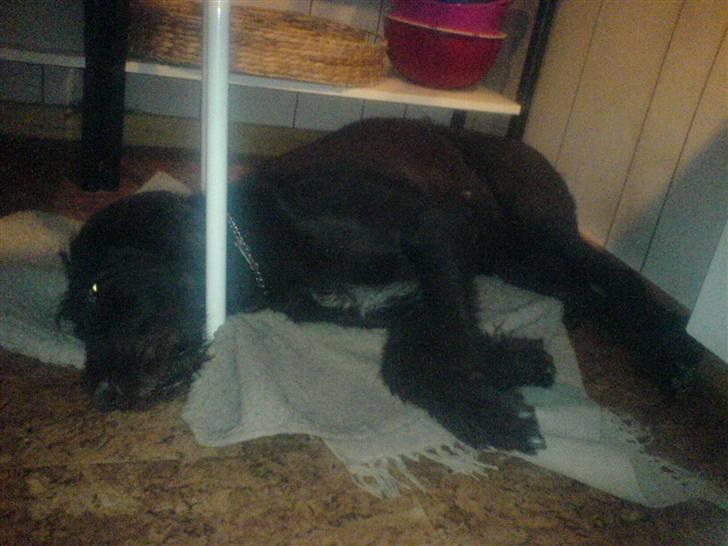 Ruhåret hønsehund Kia billede 3