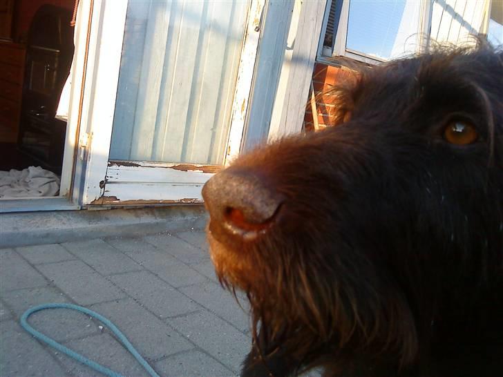 Ruhåret hønsehund Kia billede 4