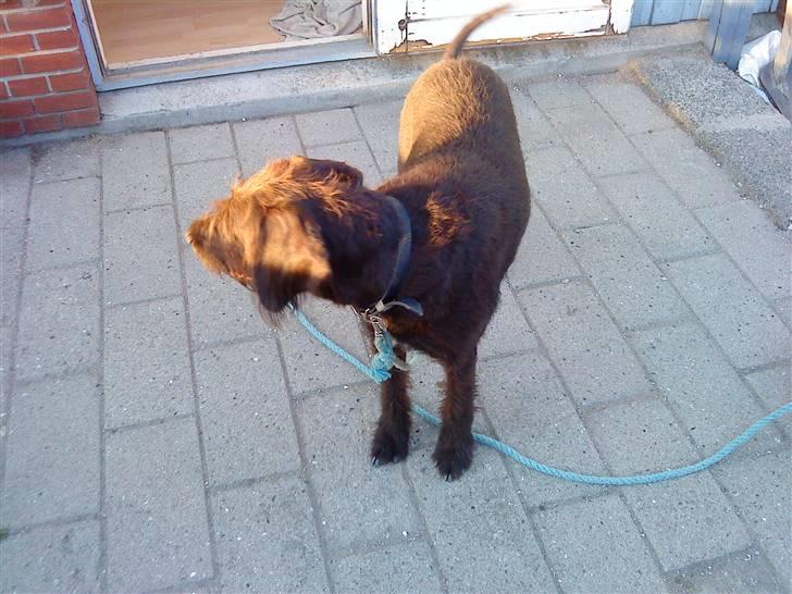 Ruhåret hønsehund Kia billede 5