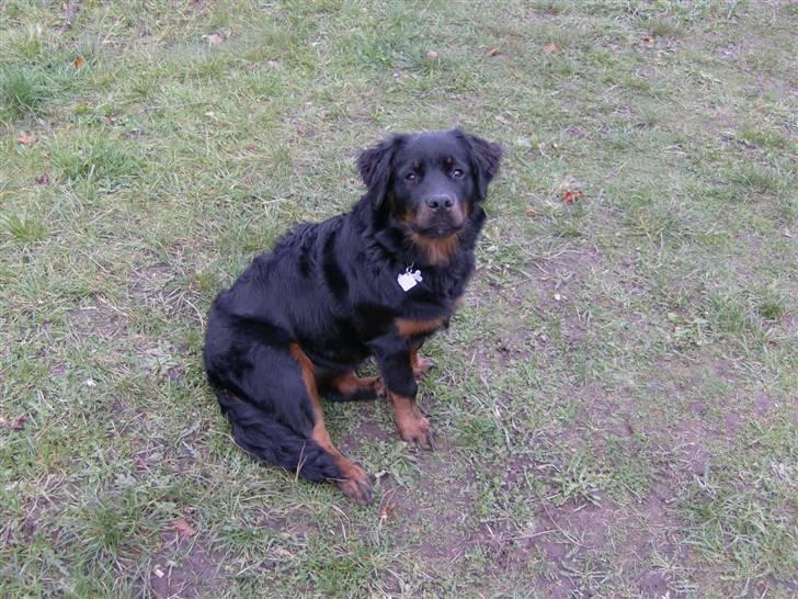 Rottweiler Berta billede 6