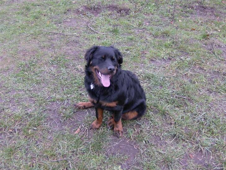 Rottweiler Berta - jeg gidder ikke mere billede 7