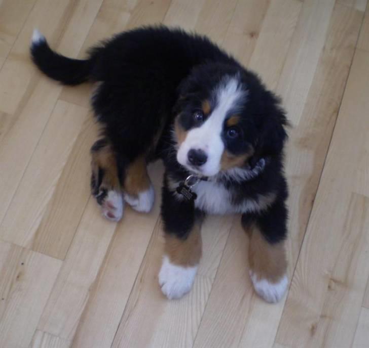 Berner sennenhund Morgan - Morgan 7mdr billede 20