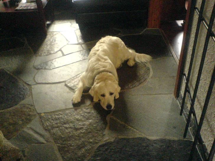 Golden retriever Bella - jeg ligger bare her og dovner den :D billede 17