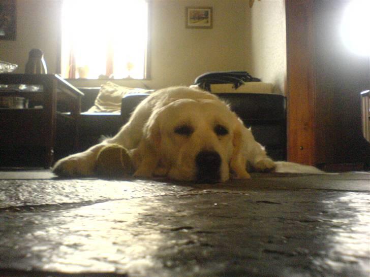 Golden retriever Bella - jeg bliver bare liggende :D billede 18
