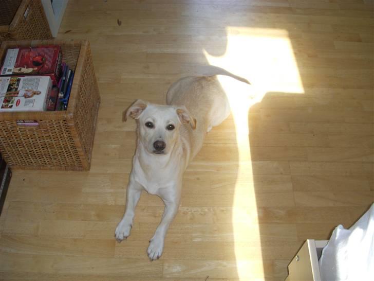 Blanding af racer Anna billede 1