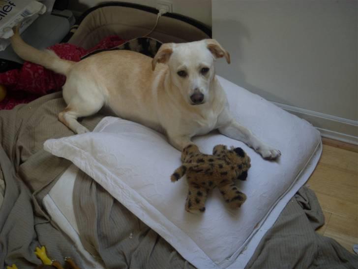 Blanding af racer Anna billede 2