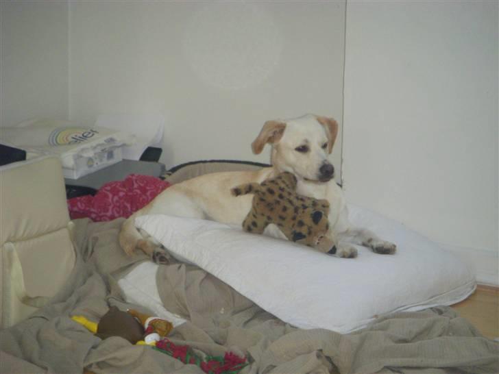 Blanding af racer Anna - Her er jeg med min bedste bamse på min dejlige pude som je ghar tget fra min mor..!!! billede 3