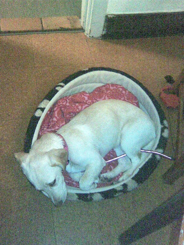 Blanding af racer Anna - Her er jeg kun en lille hvalp, og jeg er ca 4 mdr billede 4