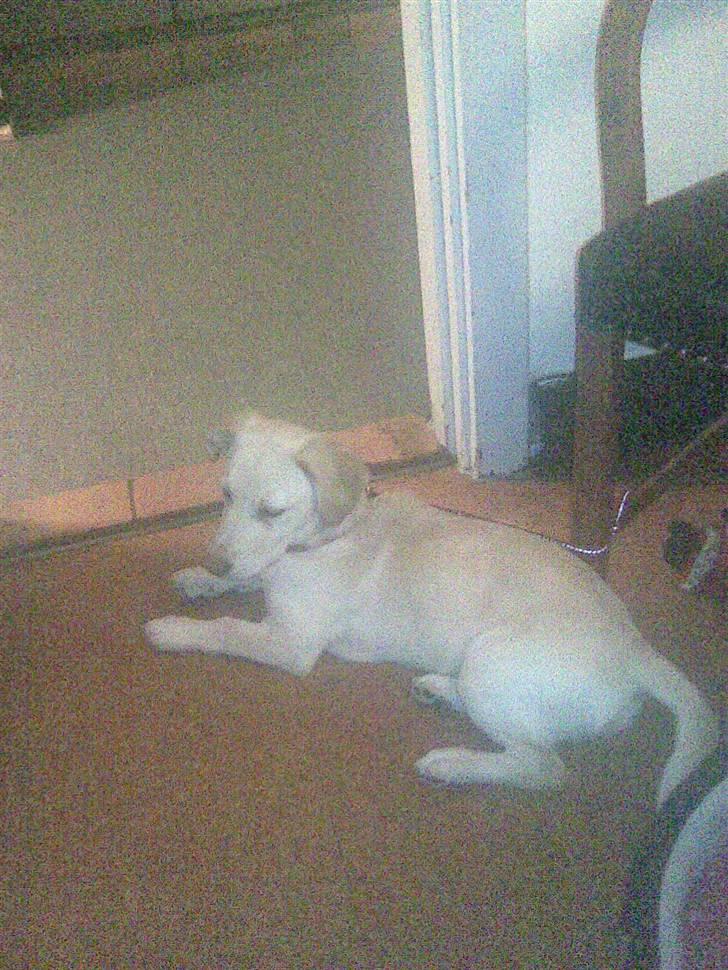 Blanding af racer Anna - Her er jeg stadig kun en hvalp og samme alder ca. de 4 mdr billede 5