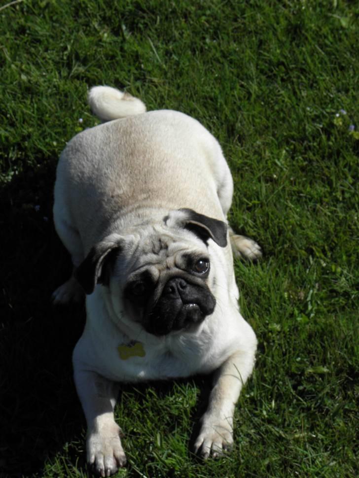 Mops Malibu billede 1