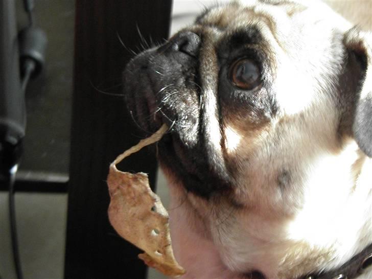 Mops Malibu billede 2