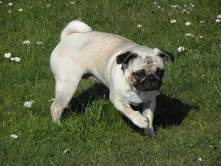 Mops Malibu - smukke mig ;) billede 3