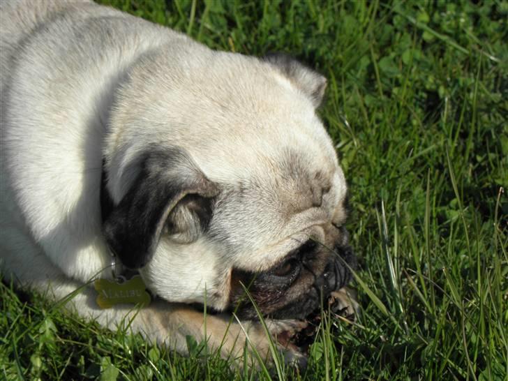 Mops Malibu billede 4