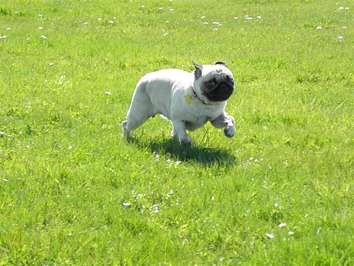 Mops Malibu billede 5