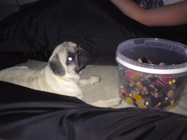 Mops Malibu - må jeg ikke få noget slik?  billede 6